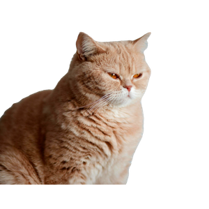 Close Up Portrait Of A Cute Cream British Shorthair Cat With A Soft Furry Coat Indoors. 17539 - Cat PNG image with transparent background